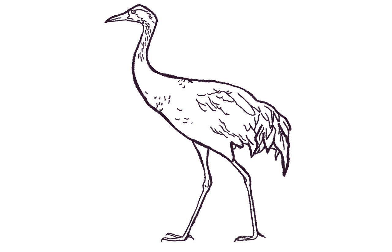8-grus-grus