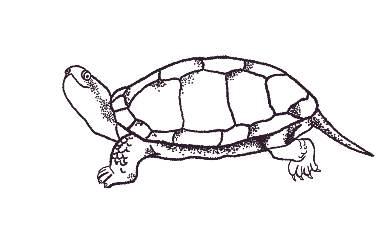 6-emys-orbicularis