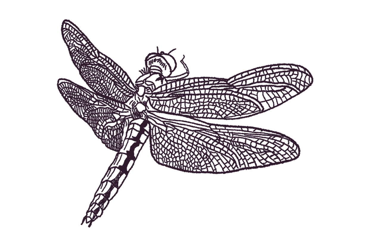 3-order-odonata
