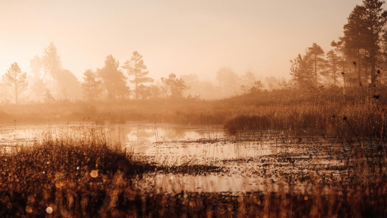 pexels-katrineskrebele-11519293